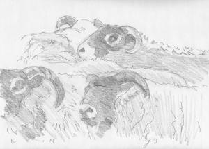 Flock of Sheep Drawing 